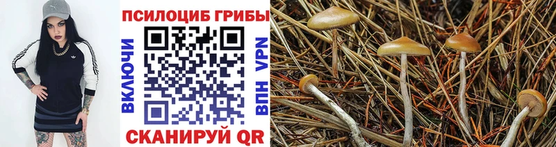 Псилоцибиновые грибы Psilocybine cubensis  Барыш 